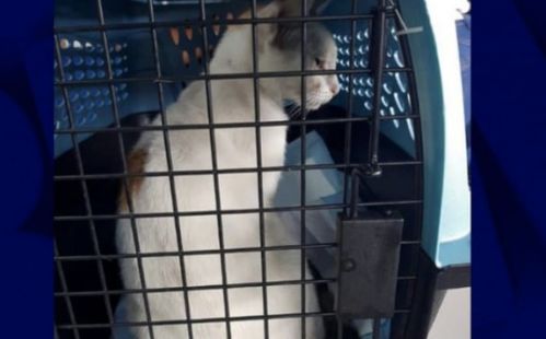 一只猫的罪恶之旅，向监狱走私毒品被抓